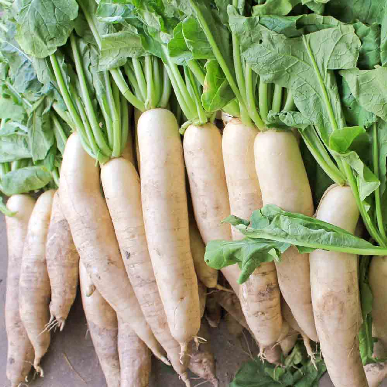 Japanese Minowase Daikon Radish Seeds 1g Heirloom Non-GMO Long White Roots Vegetable Seeds Raphanus sativus