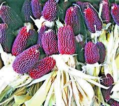 Strawberry Popcorn Seeds, Red Ornamental Corn, Edible & Decorative, Zea mays, Easy to Grow, Garden & Craft Plant