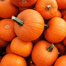 New England Pie Pumpkin Seeds | Heirloom Cucurbita Pepo for Pies & Baking | Small 4-7 lb Fruit | USDA Zones 3-10 | Non-GMO