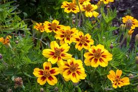 200 Seeds French Marigold LEGION Of HONOR Dwarf Non-GMO Beneficial Flowers Tagetes patula Garden Annual
