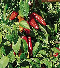 Ms. Junie Hot Pepper Seeds – Caribbean-Style Capsicum annuum for Sauces, Salsas & Cooking, High Yield, Bold Heat, 250mg Pack