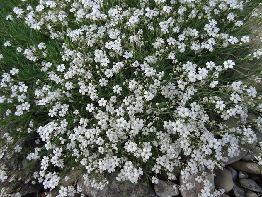Baby's Breath Seeds, Perennial Gypsophila paniculata, White Fragrant Flowers, Pollinator-Friendly, Non-GMO, Cut Flower Plant