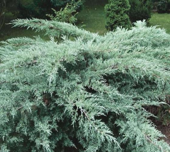 Fresh Grey Owl Spreading Juniper Cuttings (5-7") - Silvery Grey Evergreen Shrub, Drought Tolerant, Juniper Propagation