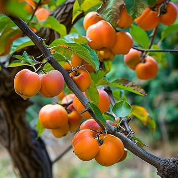 American Persimmon Tree Bare Root Plant – Diospyros virginiana – Edible Fruit & Wildlife Attractor – Zones 4-9