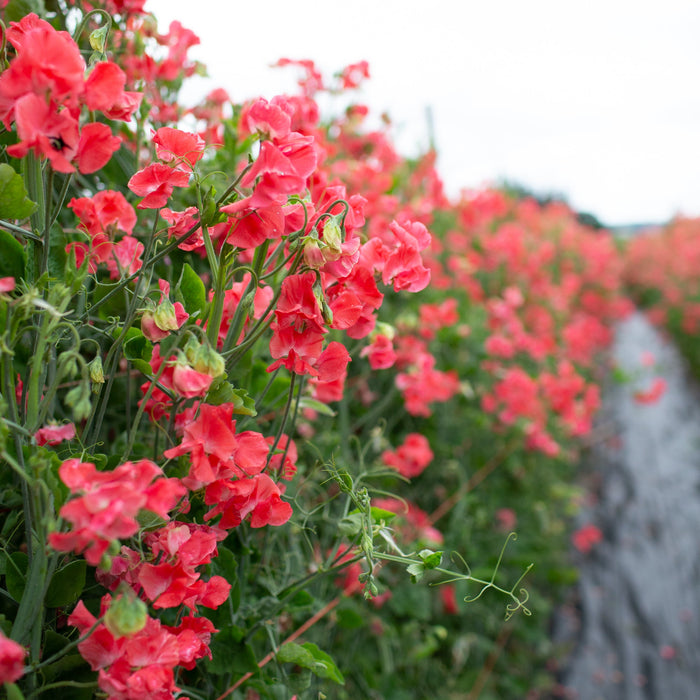 Sweet Pea Seeds – Climbing Vine with Deep Pink Blooms – Lathyrus odoratus for Gardens, Bouquets & Borders
