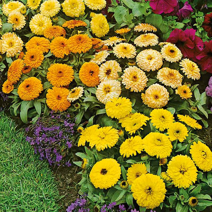 Fiesta Gitana Calendula Seeds | Non-GMO, Edible Flowers, Orange Yellow Blooms, Compact Annual, Calendula officinalis