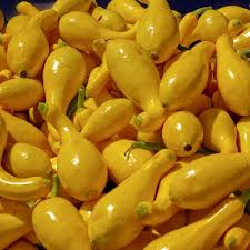 Early Summer Crookneck Squash Seeds – Heirloom Cucurbita pepo, 10 Pack for Gardening & Fresh Harvests