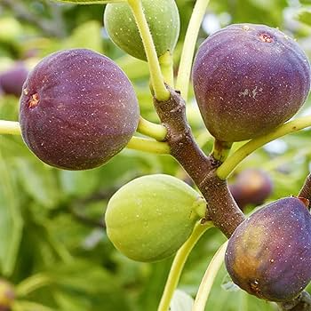 100 Smith Fig Seeds - Ficus carica Heirloom Fruit Seeds for Garden & Home, Sweet Juicy Figs, Self-Pollinating, Drought-Tolerant
