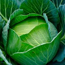 Cabbage Seeds 1g Heirloom Copenhagen Market Brassica oleracea Sweet Green Heads for Home Gardening