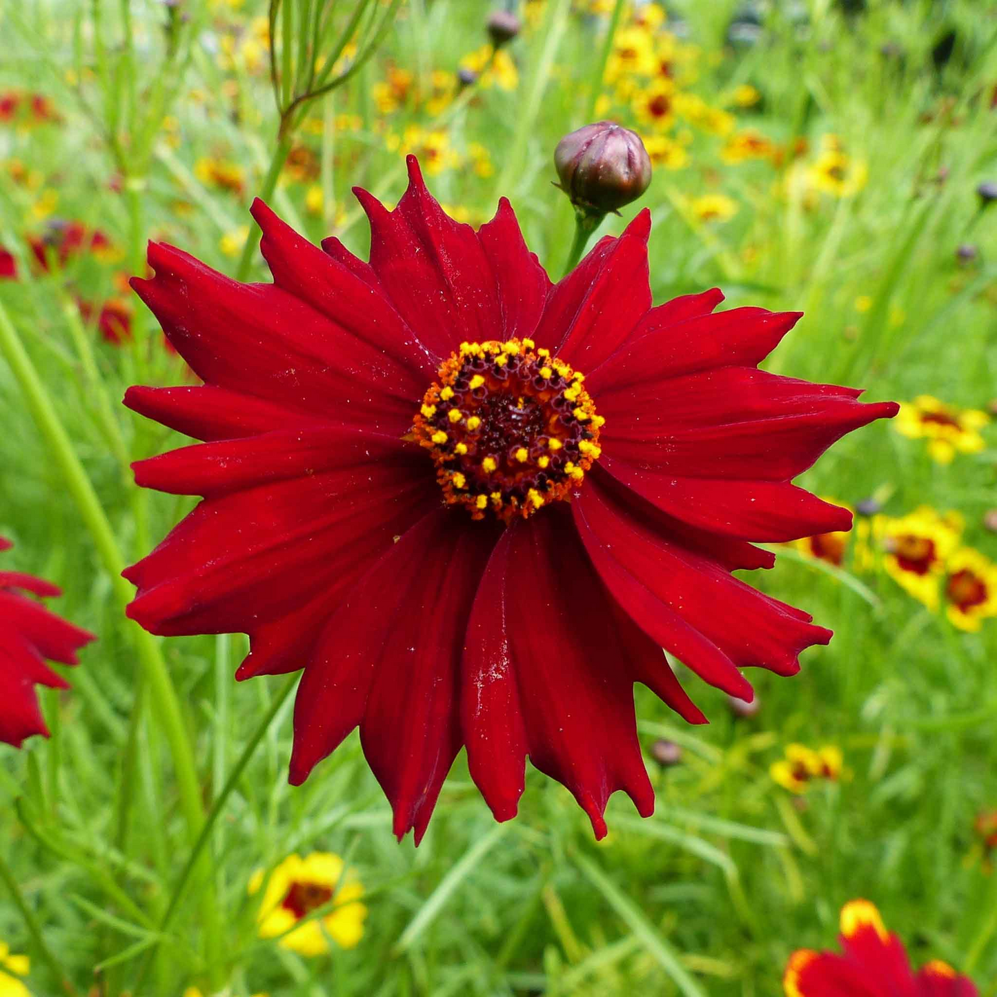 Tall Red Coreopsis Seeds | Crimson-Red Blooms | Drought Tolerant, Pollinator-Friendly | Coreopsis tinctoria | Zones 3-10