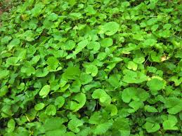 Pennywort Live Plants Bare Root, Centella asiatica, Aquatic Herb, Water Garden, Ponds, Ground Cover