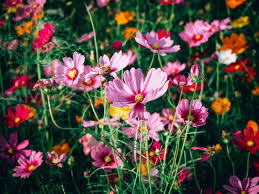 Cosmos Crazy Mix Seeds – Heirloom, Non-GMO, Vibrant Garden Flowers, Attracts Pollinators, Heat-Loving Annuals, 200 Seeds
