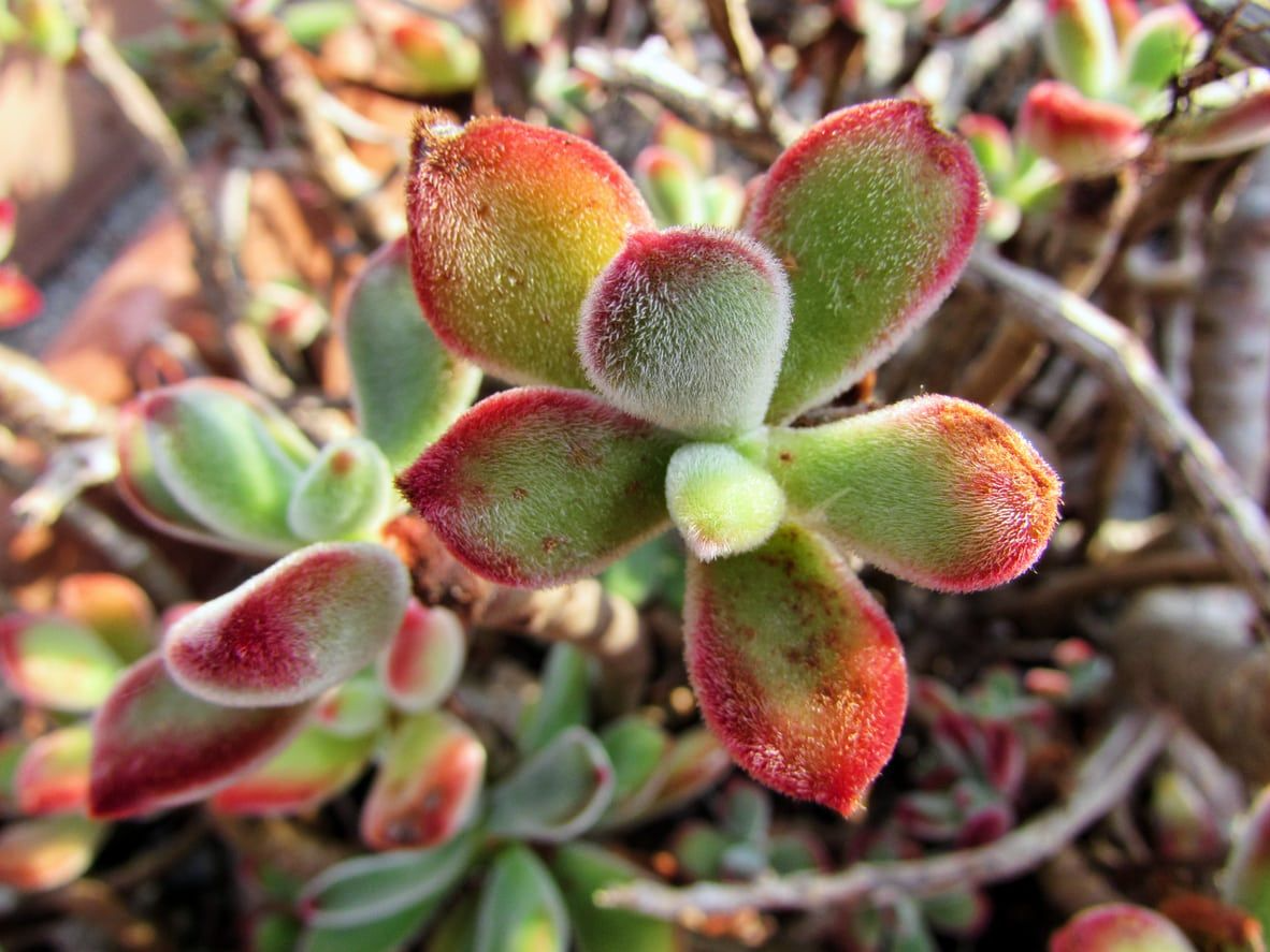Echeveria pulvinata ‘Plush Chenille’ Rooted Cuttings – Fuzzy Succulent with Red Tips, Drought-Tolerant, Easy-Care, Live Plant