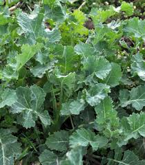Dwarf Siberian Kale Seeds – Brassica napus – Cold-Hardy, Heirloom, Sweet & Tender Leaves, Compact Growth, 500 Seeds