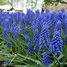 Muscari Armeniacum Bulbs - Blue Grape Hyacinth, Deer Resistant, Spring Blooming, Award-Winning, Perfect for Borders & Rock Gardens
