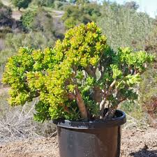 Crassula Ovata ‘Gollum Jade’ Bare Root Plant – Unique Drought-Tolerant Succulent, Bonsai, Easy-Care Houseplant, Prosperity Symbol