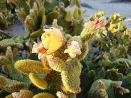 Hardy Cow's Tongue Cactus Pad Cutting 8-10" Opuntia Liguiformis Cold Tolerant Succulent