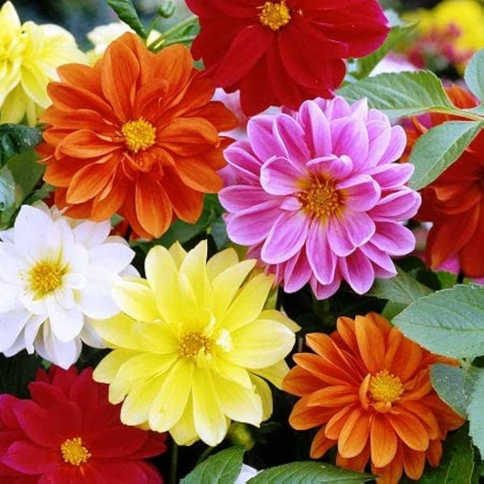 Cracker Jack Mix Marigold Seeds | Large Double Blooms | Non-GMO | Tagetes erecta | Zones 1-10