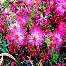 Pink Fairy Duster Tree Seeds – Mesquitella eriophylla, Exotic Drought-Tolerant Shrub, Hummingbird Attractant, Low-Maintenance Garden Plant