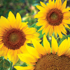 Dwarf Sunflower Seeds 1g - Helianthus annuus Compact Golden Blooms for Borders & Containers