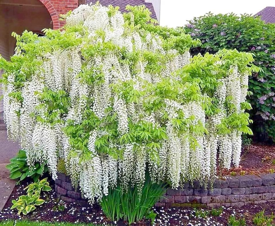 White Wisteria Seeds – Hardy Climbing Vine with Fragrant White Flowers, Wisteria floribunda Alba, Garden Trellis Plant
