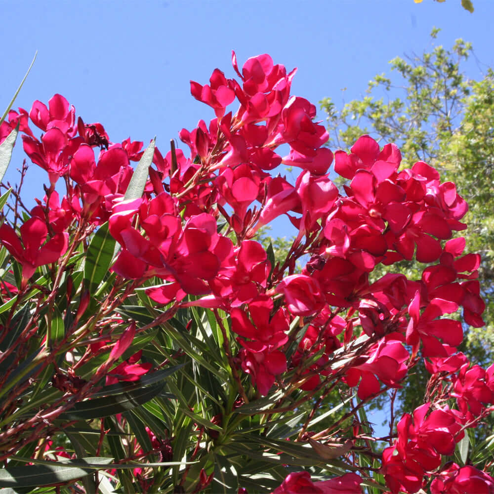 Oleander Red Live Cuttings – 7 Unrooted 6-Inch Fast-Growing Evergreen Shrubs with Vibrant Red Flowers, USDA Zones 8-10