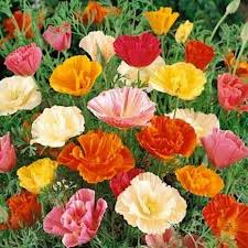 California Poppy Seeds – Mission Bells Mix, Non-GMO Wildflower Blend, Vibrant Colors, Eschscholzia californica, Pollinator-Friendly
