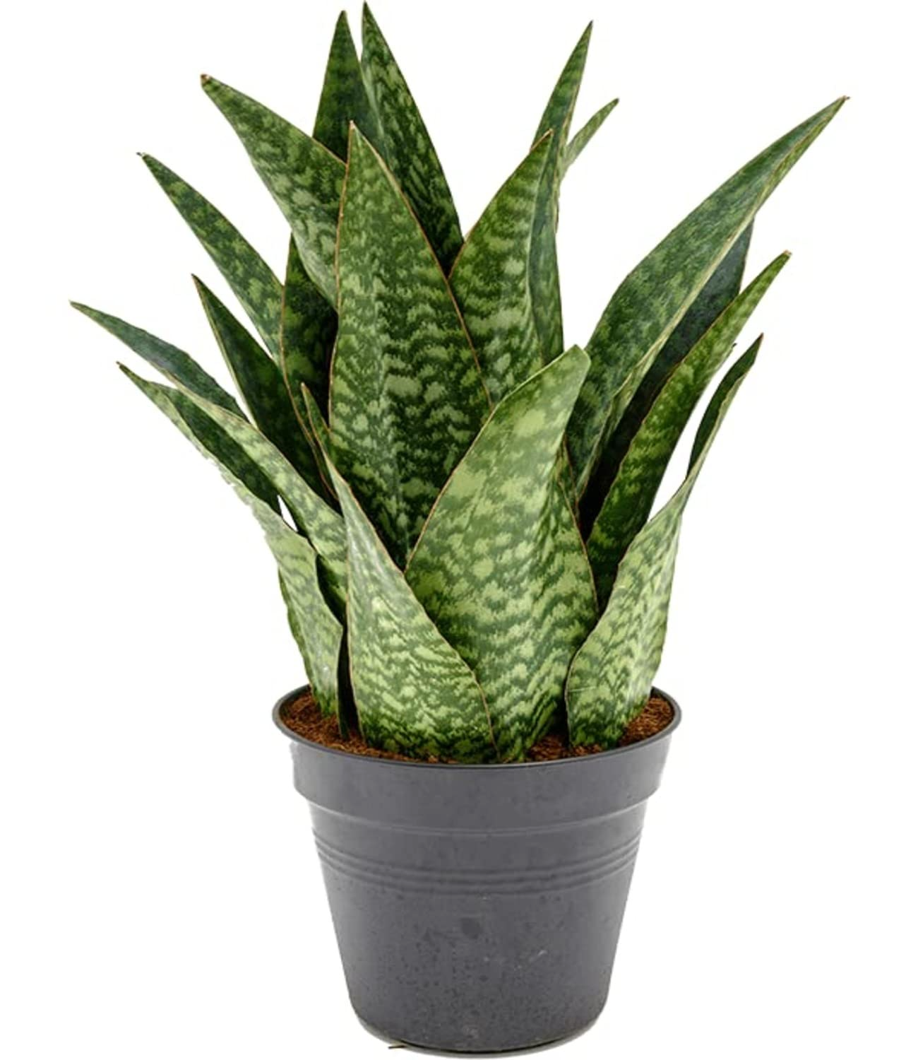 Sansevieria francisii live succulent plant in 4-inch pot – drought-tolerant snake plant, air-purifying, indoor cactus