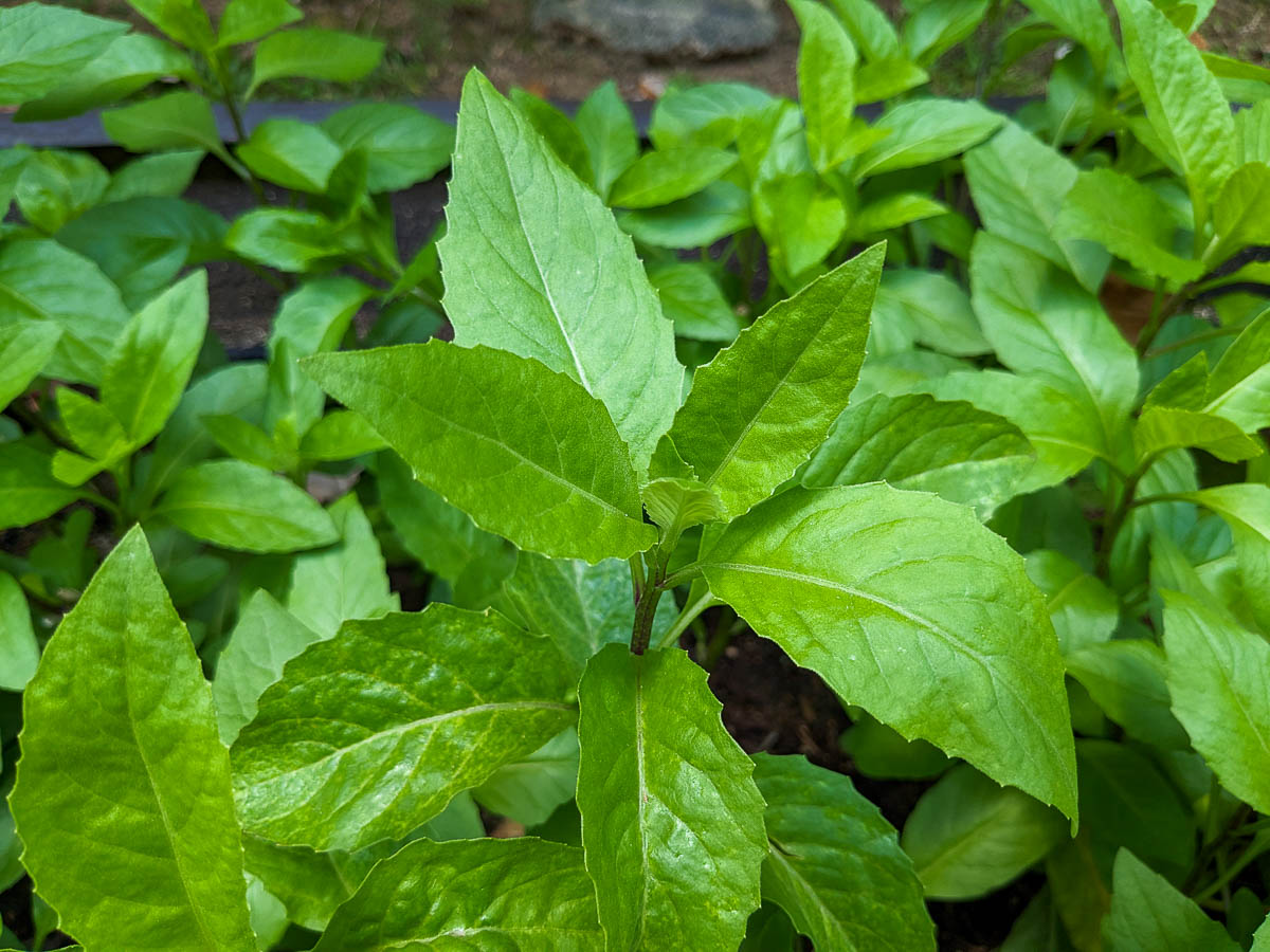 Fresh Gynura Procumbens Cuttings – Edible Perennial Superfood, Easy to Grow Greens, Longevity Spinach Starter Plant