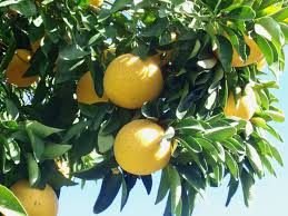 5+ Sweeties Grapefruit Seeds – Ultra-Sweet Low-Acid Juicy Citrus Tree – Seed Propagation for Home Garden & Container Growing