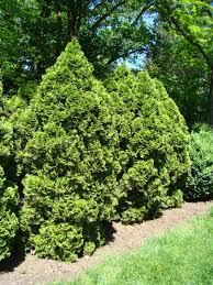 Thuja occidentalis Seeds – Eastern Arborvitae Tree for Hedges, Privacy Screens, Windbreaks, Native Landscaping