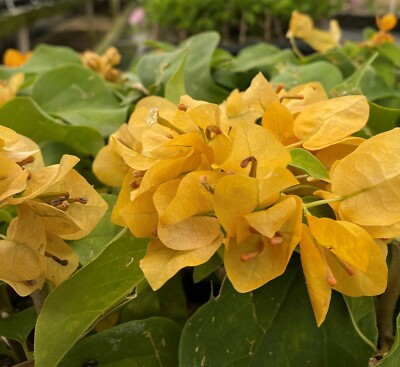 Topaz Gold Bougainvillea Starter Plant | Rare Well-Rooted Plug | Bright Yellow Blooms | Evergreen Tropical Vine | USDA Zones 9+