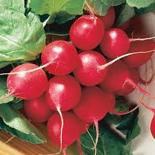 Cherry Belle Radish Seeds – Raphanus sativus, Fast-Growing Heirloom Radish Seeds for Gardening, Salad, and Harvest