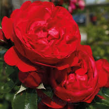 Super Rare Florentina Rose Cuttings – Climbing Rose Variety for Grafting & Propagation – Vibrant Red Blooms