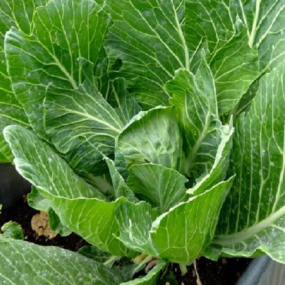 Collard Vates Seeds 1g Heirloom Cold Hardy High Yield for Garden & Containers Brassica oleracea var. viridis