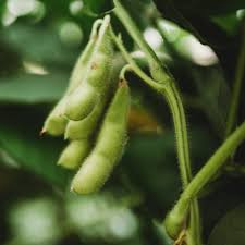 Edamame Soybean Seeds 10-Pack "Be Sweet" Glycine max Non-GMO Japanese Vegetable for Home Garden