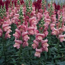 Antirrhinum majus Maryland Lavender Snapdragon Seeds – 1000+ Elegant Ruffled Blooms for Garden & Cut Flowers