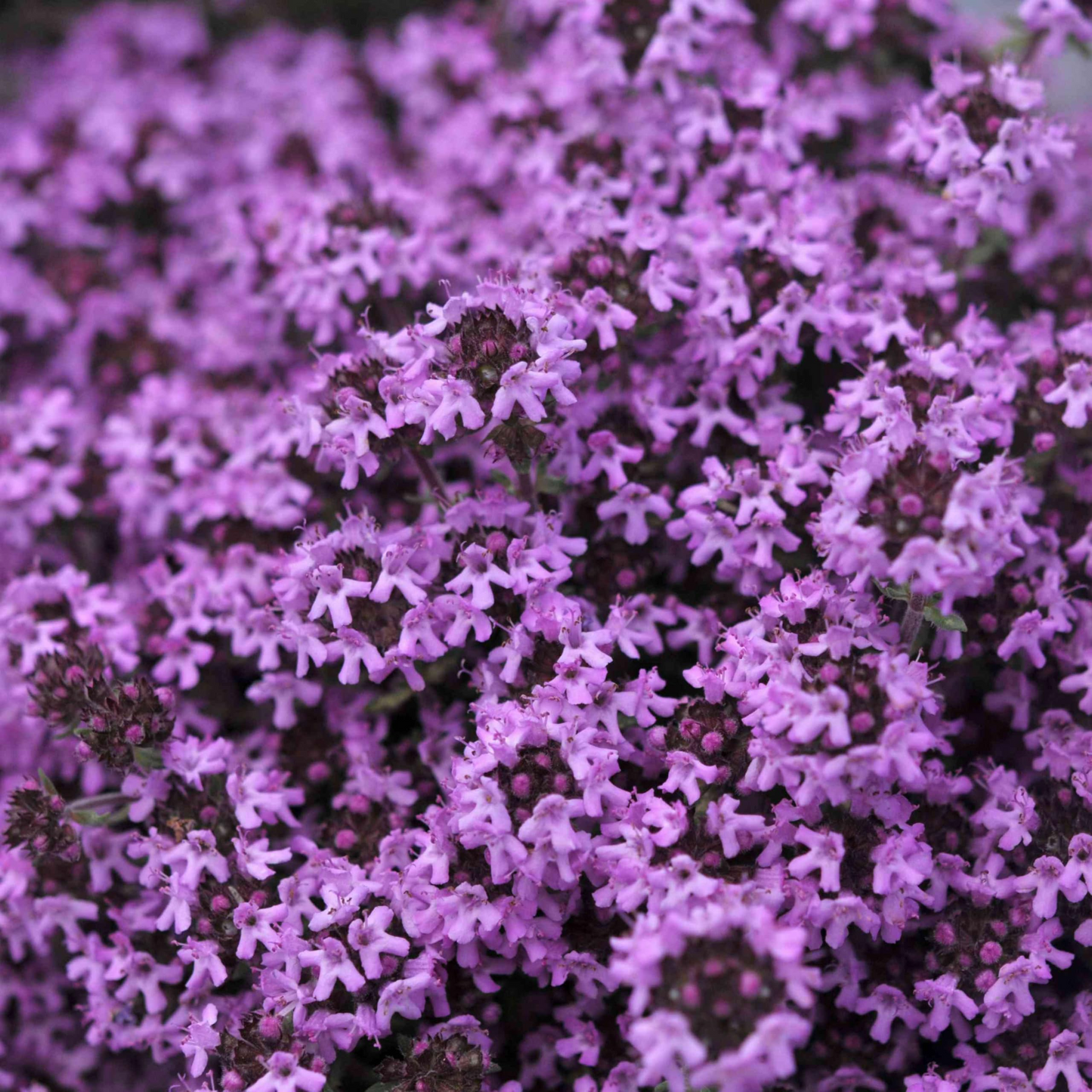Creeping Thyme Seeds 500 Pack - Purple Fragrant Groundcover Perennial - Thymus serpyllum for Lawns & Gardens