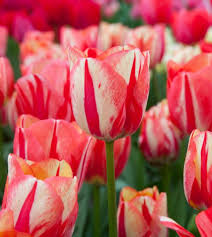 Tulip Bulbs 5 Pack - Double Peony Ruffled Blooms, Color-Changing Cream & Red Tulipa 'Spryng Break' for Containers & Borders