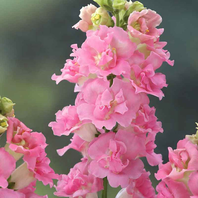 1000 Legend Double Pink Snapdragon Seeds – Tall Ruffled Pink Blooms for Garden Borders & Cut Flowers – Antirrhinum majus