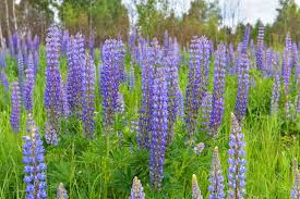 Large Leaf Lupine Seeds – Lupinus polyphyllus – Colorful Flower Spikes, Perennial, Pollinator Friendly, Native-Style Garden Seeds
