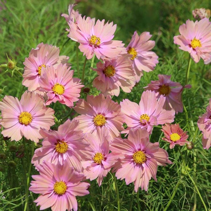 Apricotta Cosmos Seeds – 200+ Apricot-Peach Blooms, Romantic Garden Flower for Bouquets, Borders & Pollinators, Cosmos bipinnatus