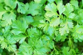 175 Cilantro Seeds - Coriandrum sativum for Planting, Fresh Herb for Kitchen Garden, Culinary Use, Home Gardening