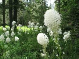 100 Beargrass Seeds White Torch Lily Xerophyllum tenax Tall Flowering Perennial Native Drought-Tolerant Xerophyte