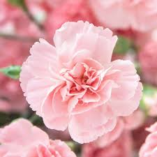 La France Carnation Seeds - Non-GMO Heirloom Pink Fragrant Blooms Dianthus caryophyllus, Zones 6-8, Full Sun, Cut Flowers