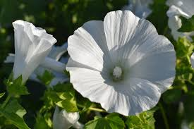 Rose Mallow Seeds Dwarf White Hibiscus moscheutos Hardy Perennial Flowering Plant for Gardens & Water Features