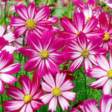 Cosmos Red Stripe Seeds Bi-Colored Flowers Pollinator Attracting Non-GMO Cosmos bipinnatus
