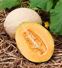 Hales Best Jumbo Cantaloupe Seeds - Heirloom, Non-GMO, Sweet & Aromatic, Cucumis melo, USDA Zones 2-10