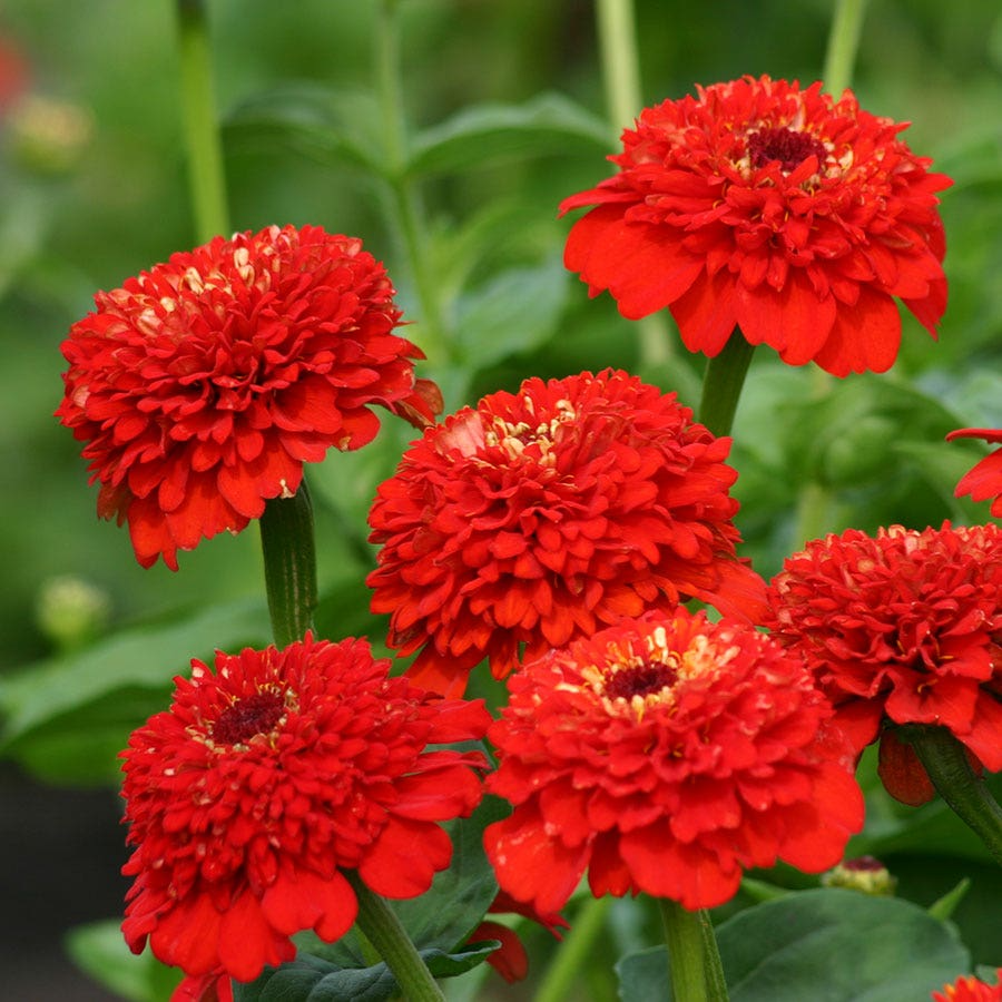 100+ Zinnia Seeds | Zinderella Red Double Blooms | Scabiosa-Style Flowers | Zinnia elegans | Heat-Tolerant Annuals for Garden