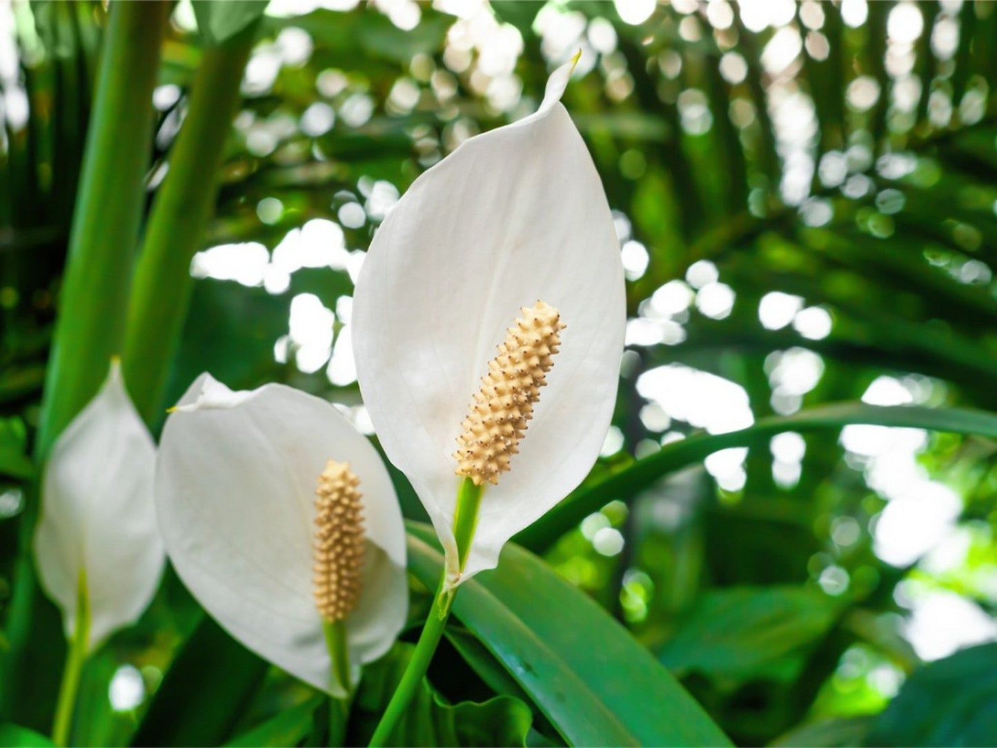Peace Lily Live Plant | 10-12 Inch Indoor/Outdoor Houseplant with White Flowers | Air Purifying, Low Light Spathiphyllum